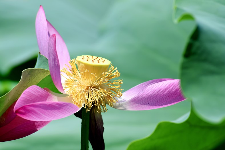 清蓮