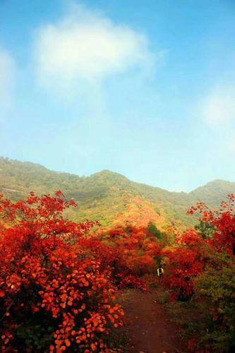 香山紅葉