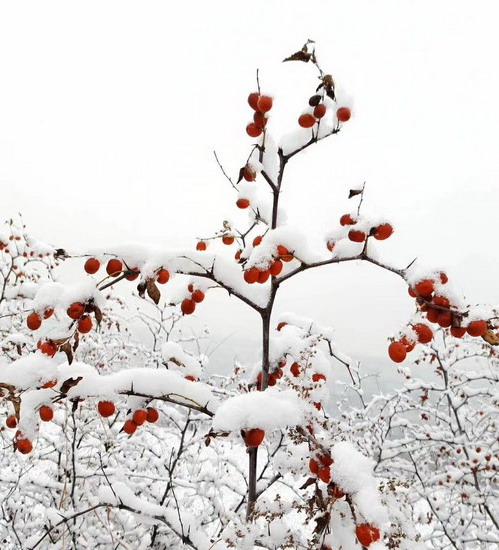 冬日初雪