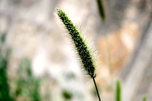 一枝獨(dú)秀