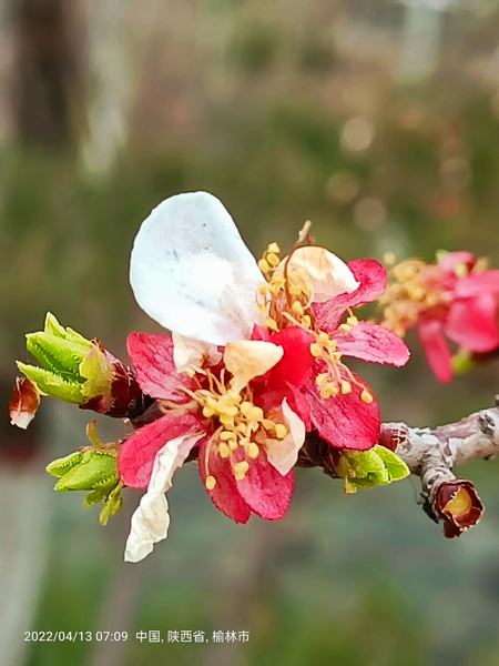 花開花落