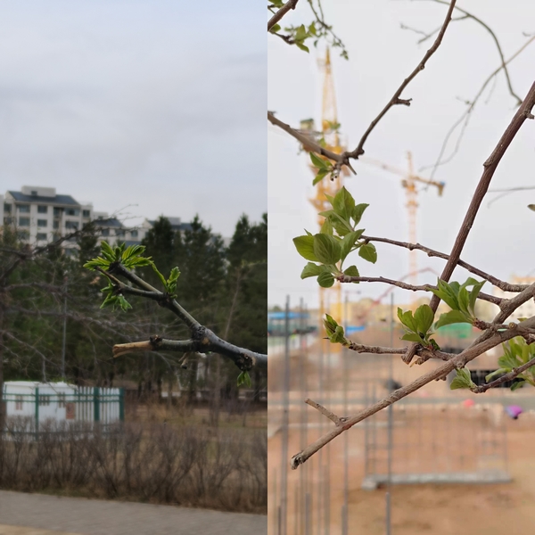 抬頭看，鄂爾多斯的春天