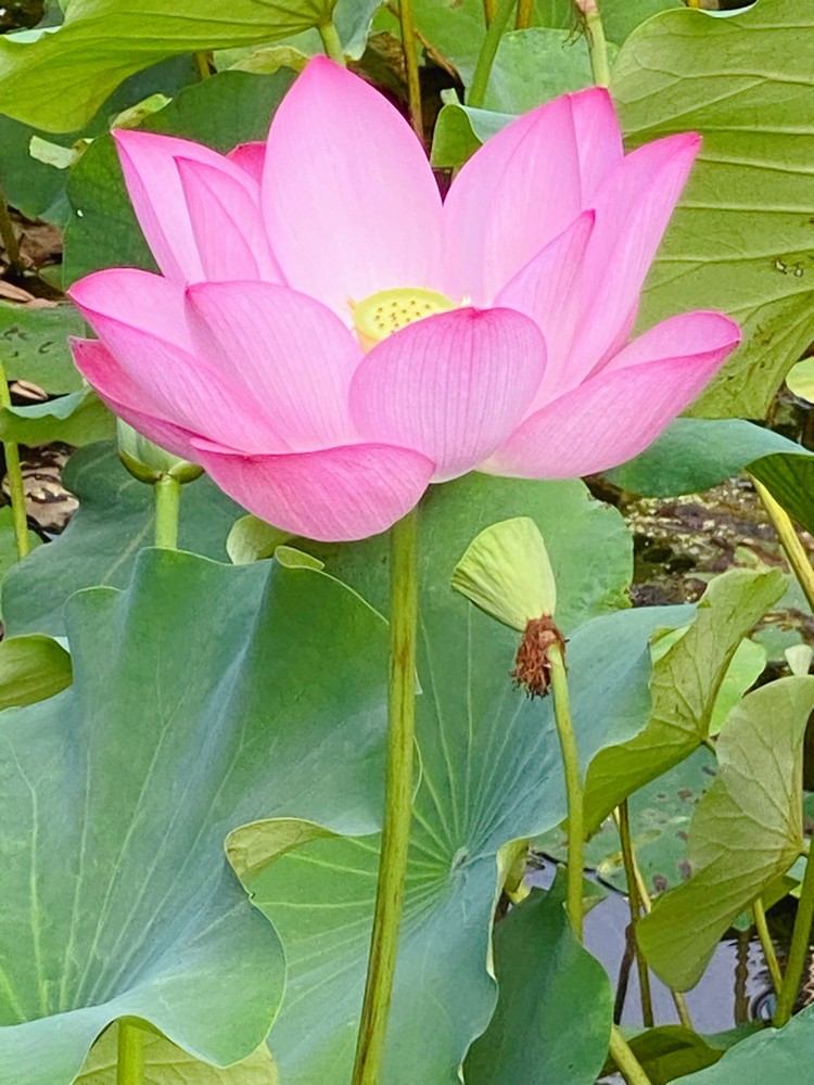 映日荷花