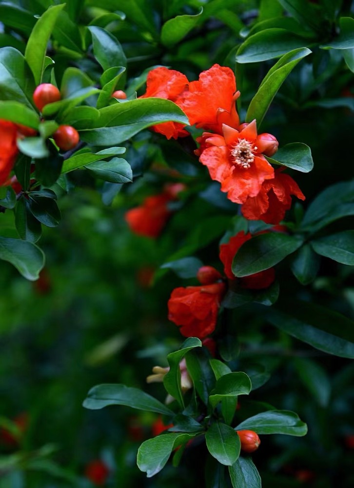 石榴花開