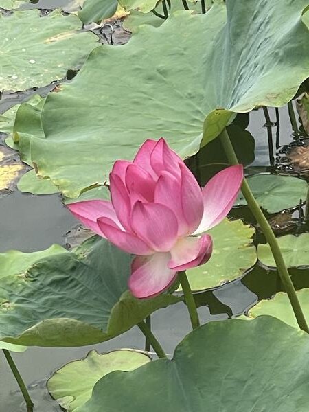 荷花的禪意
