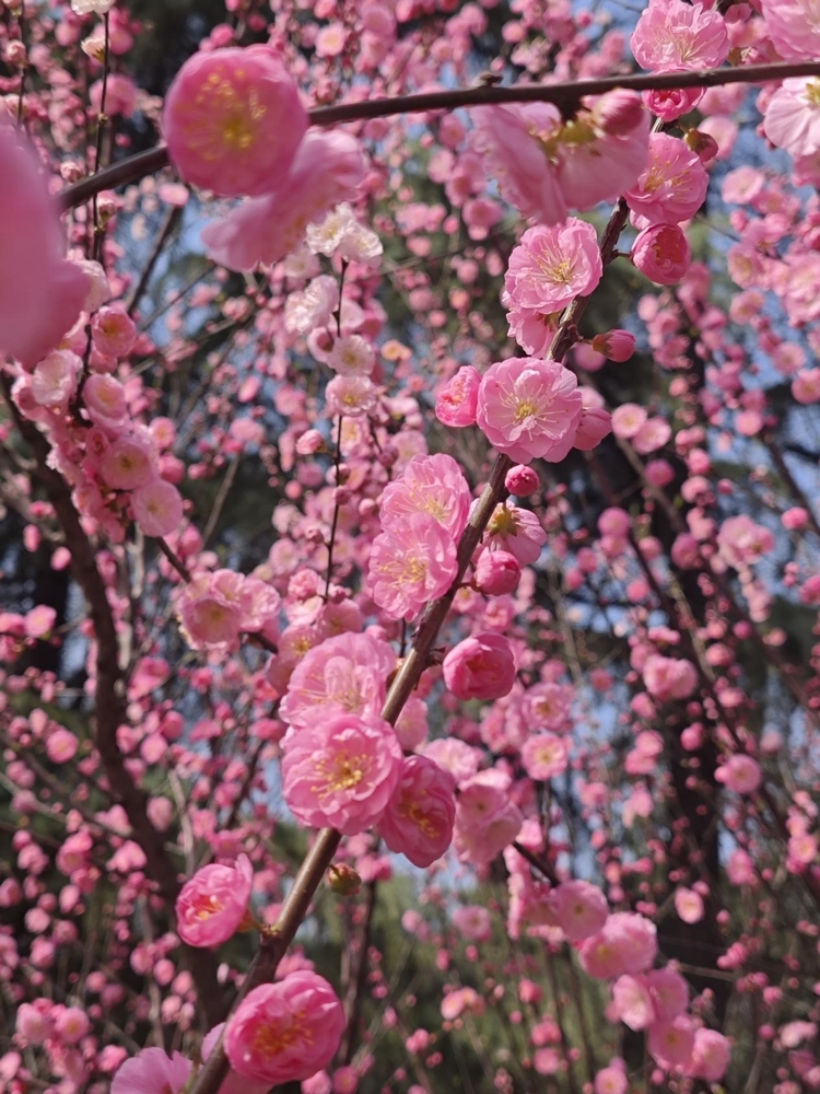 繁花