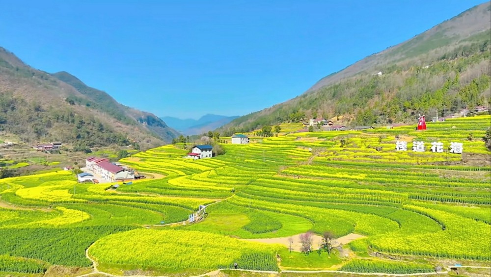 陜煤建設(shè)漢中分公司：花海盛景中綻放企業(yè)風采